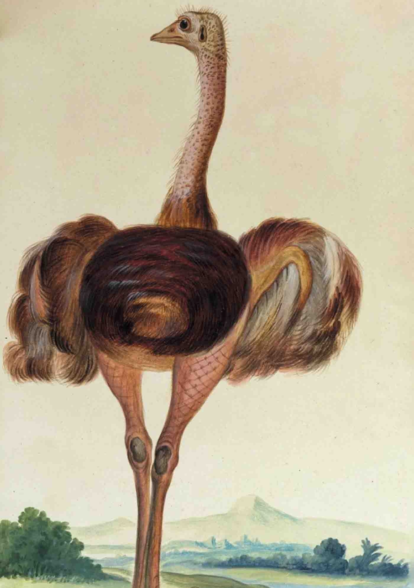 Carnet Blanc, Autruche