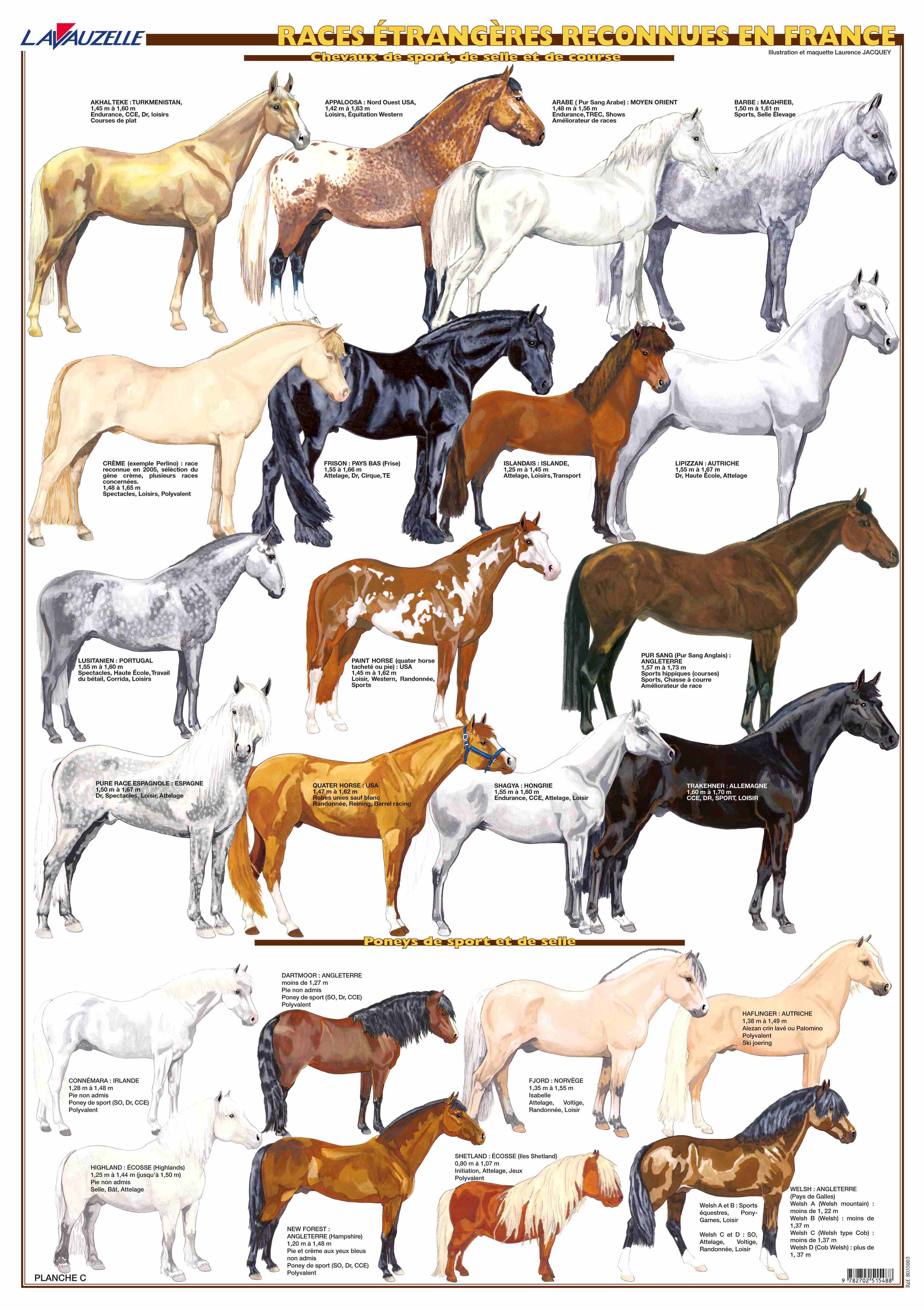 PLANCHE HIPPOLOGIE - RACES ETRANGERES RECONNUES EN FRANCE