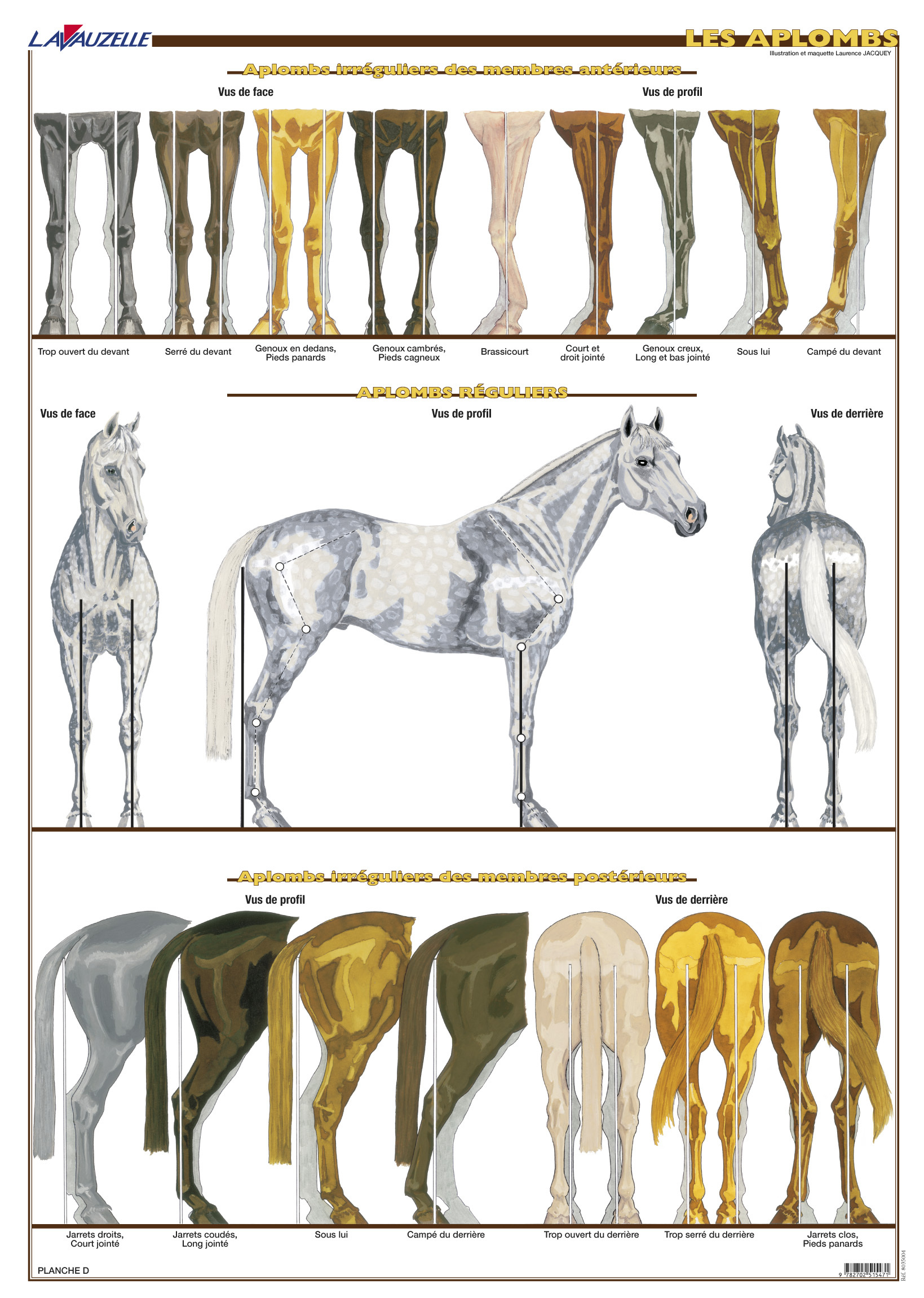 Planche hippologie - Les aplombs