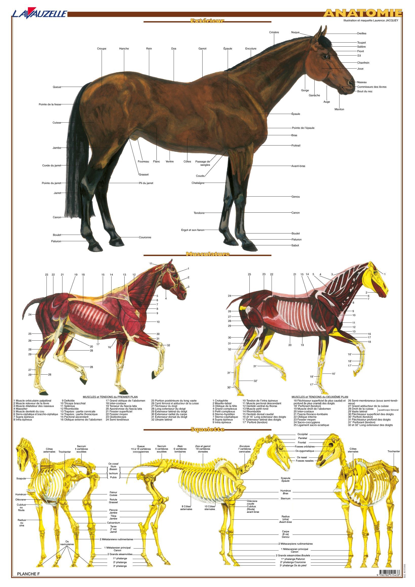 Planche hippologie - Anatomie
