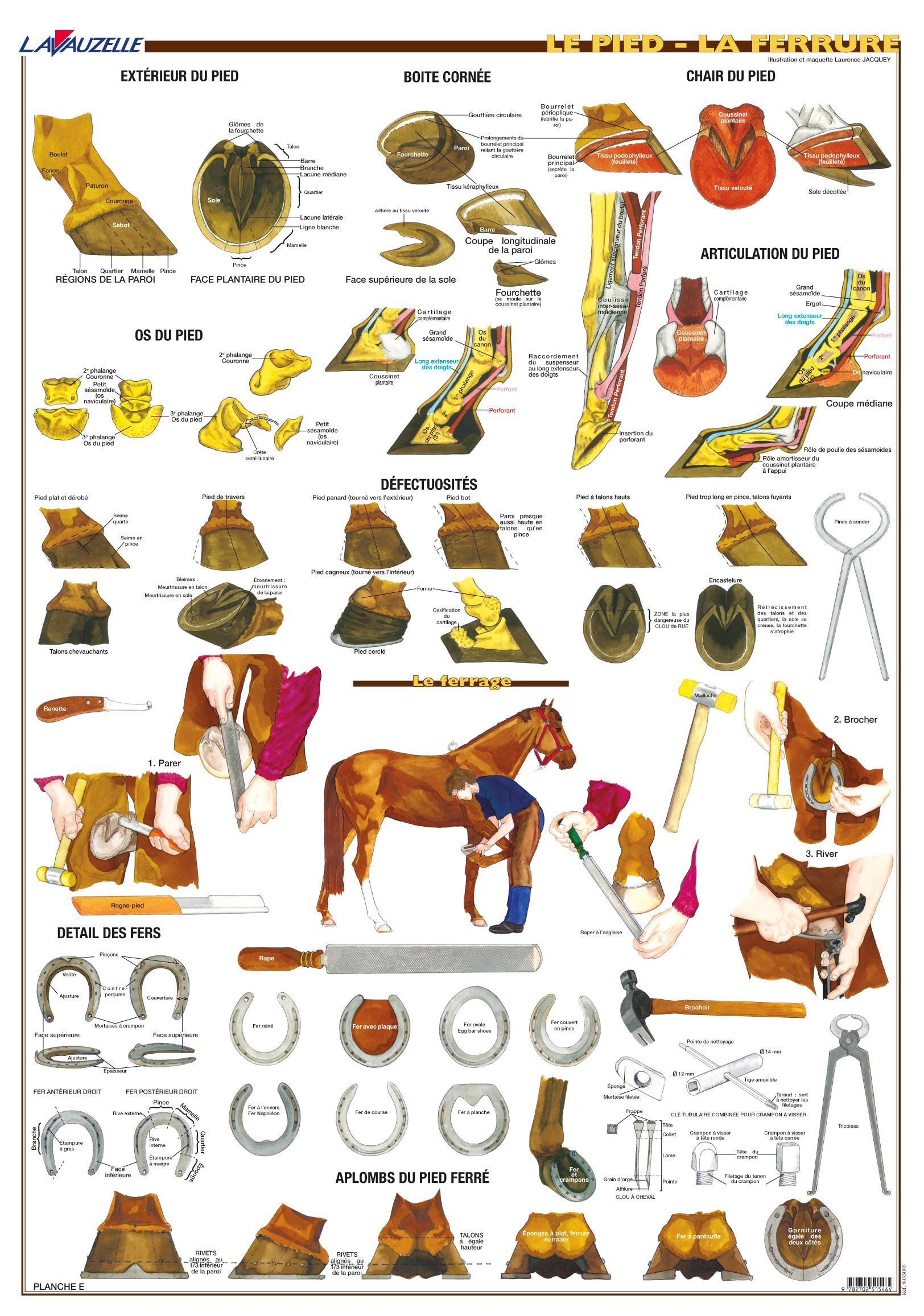 PLANCHE HIPPOLOGIE - LE PIED, LA FERRURE