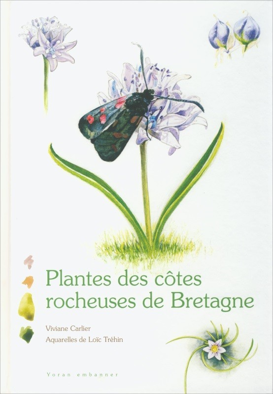 Plantes des côtes rocheuses de Bretagne
