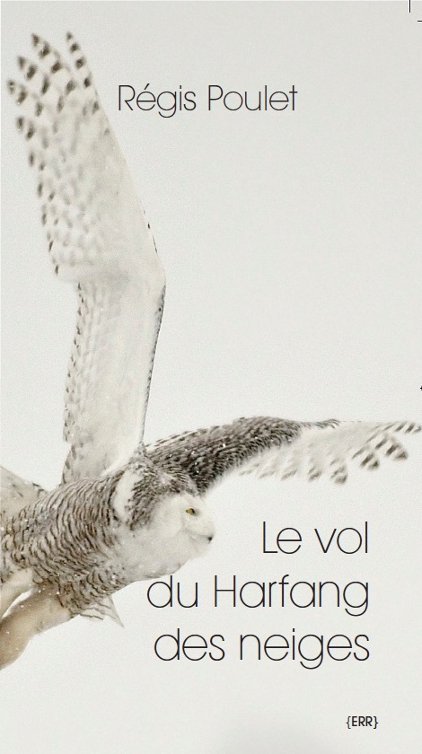 Le vol du harfang des neiges