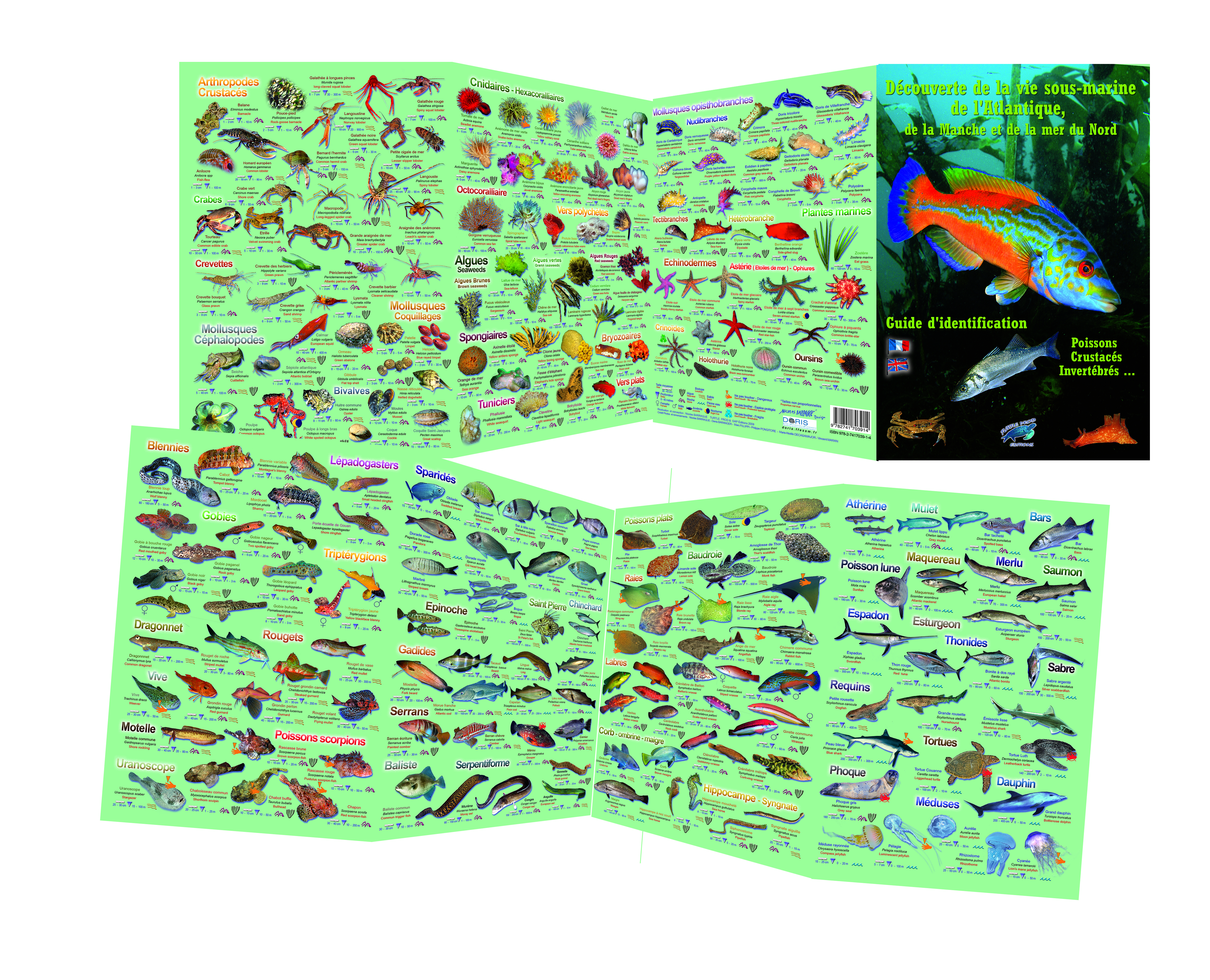 Découverte de la vie sous-marine Atlantique