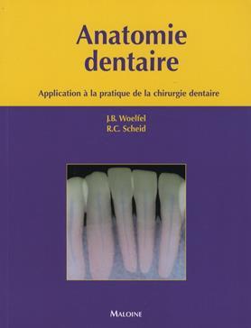 ANATOMIE DENTAIRE