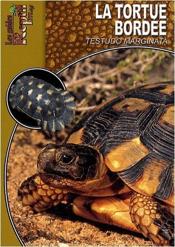 La tortue bordée - Testudo marginata