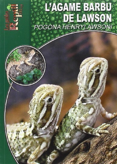 L'agame barbu de Lawson - Pogona henrylawsoni