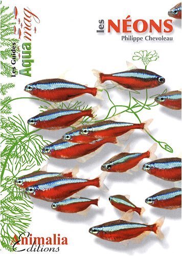 Les néons - Hemigrammus erythrozonus, Hyphessobrycon herbertaxelrodi, Paracheirodon spp