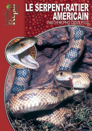 Les serpents-ratiers à queue lignée - Orthriophis taeniurus, Elaphe taeniura