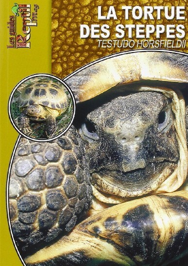 La tortue des steppes - Testudo horsfieldii