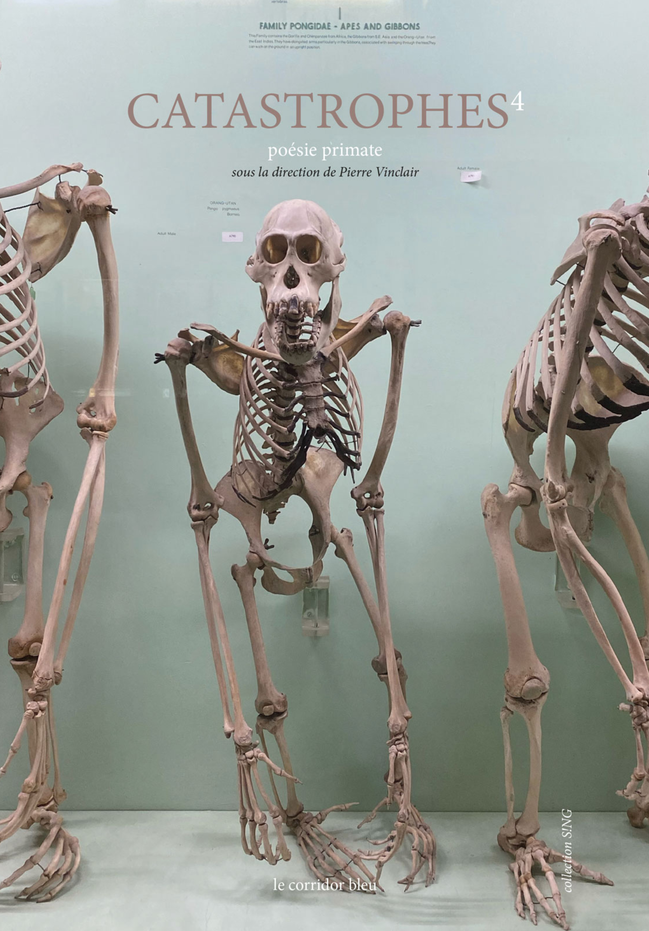 CATASTROPHES 4 : POESIE PRIMATE