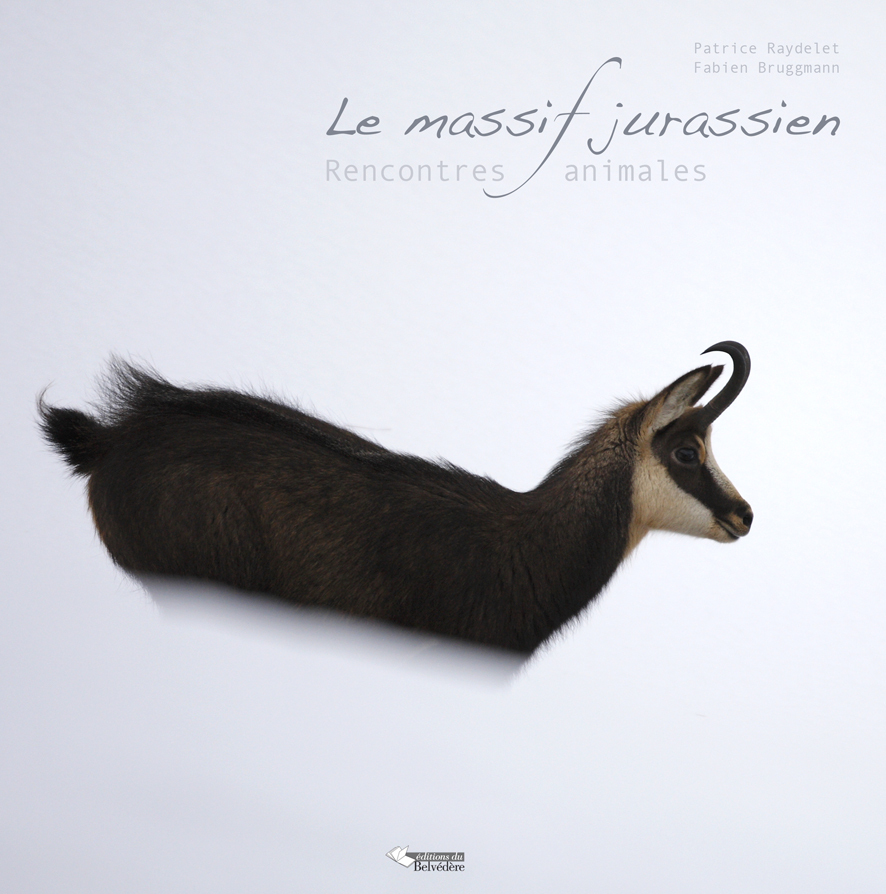 Le massif jurassien: rencontres animales