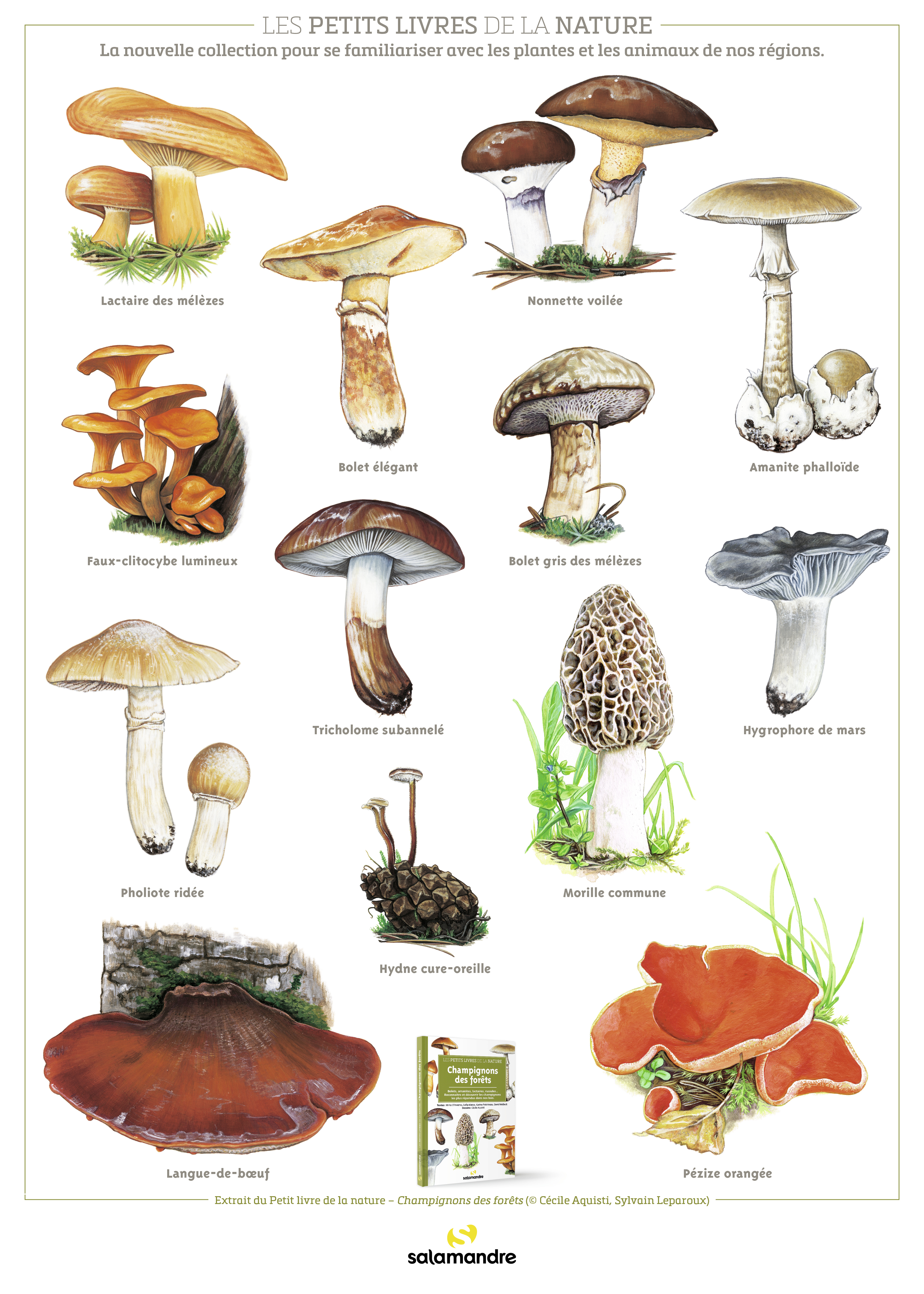 Poster PLN Champignons des forêts