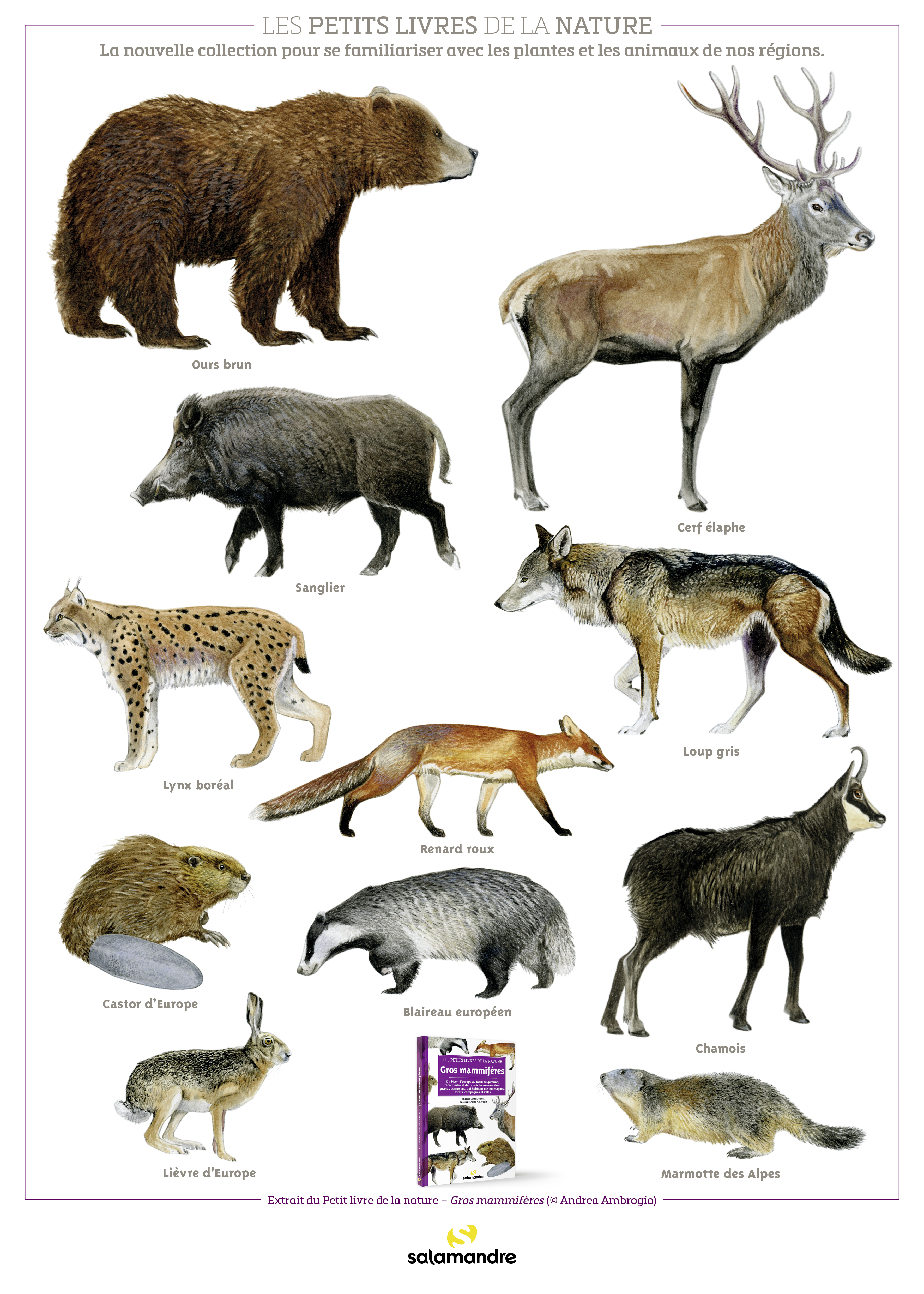 Poster PLN Gros mammifères