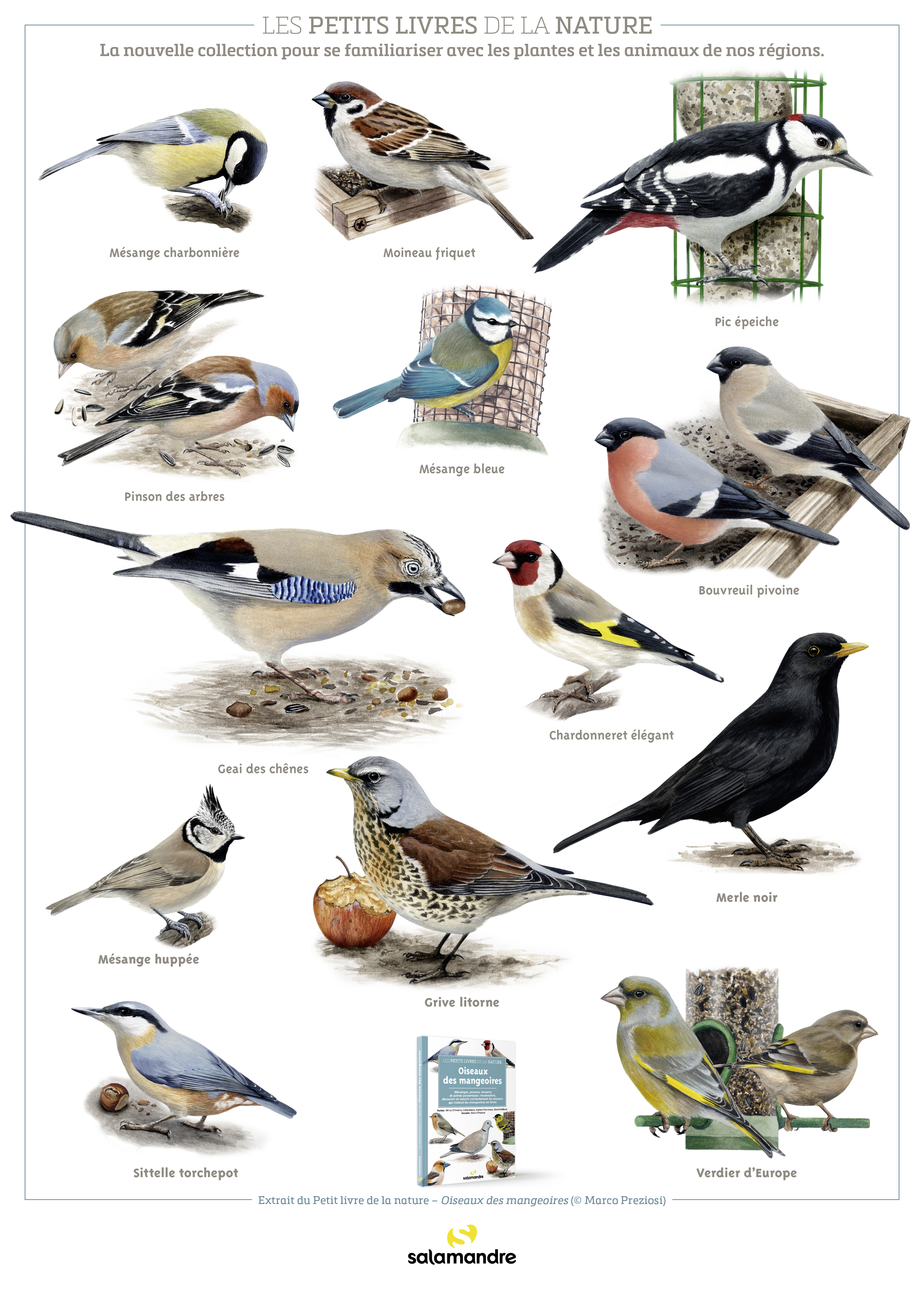 Poster PLN Oiseaux des mangeoires