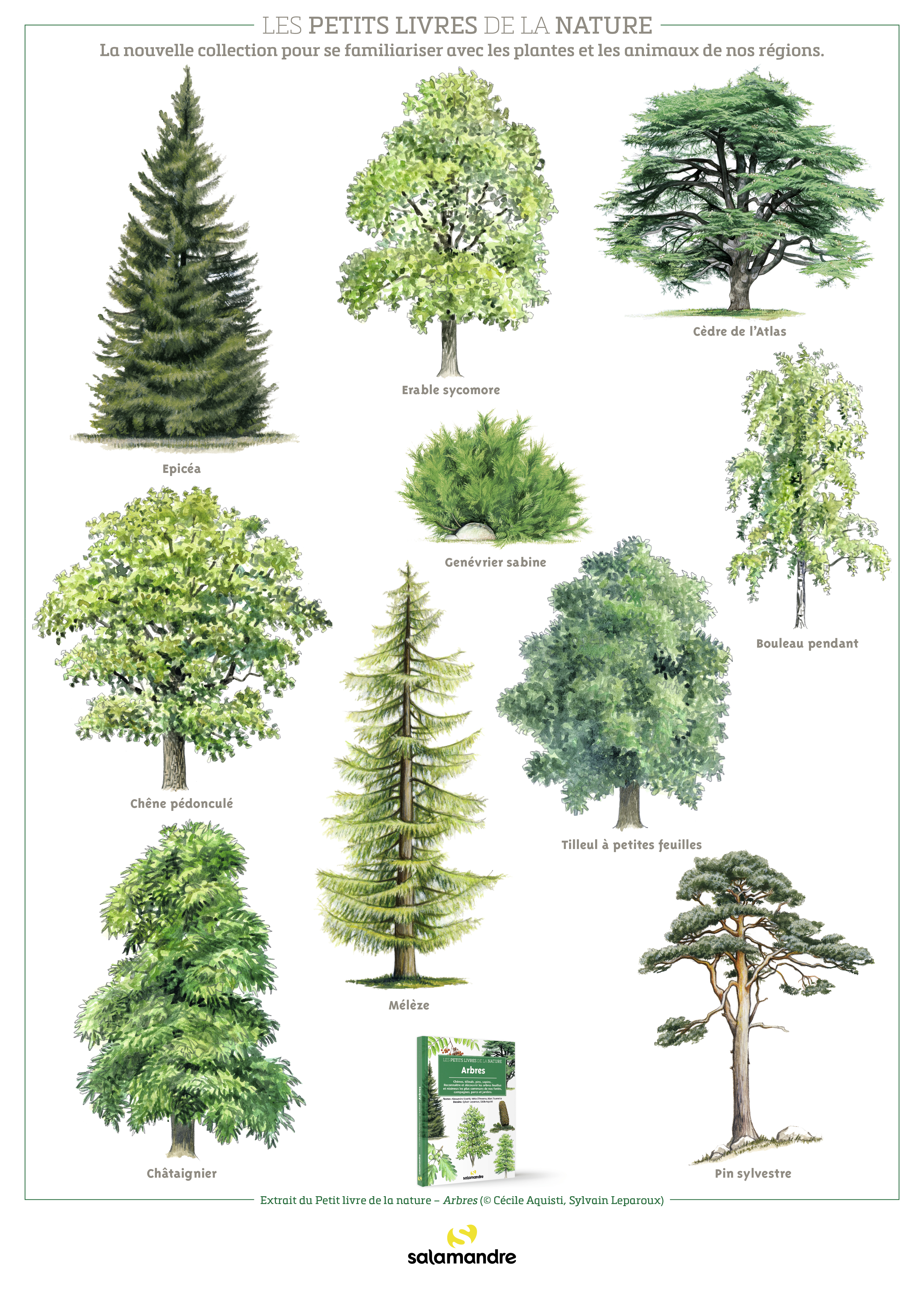 Poster PLN Arbres