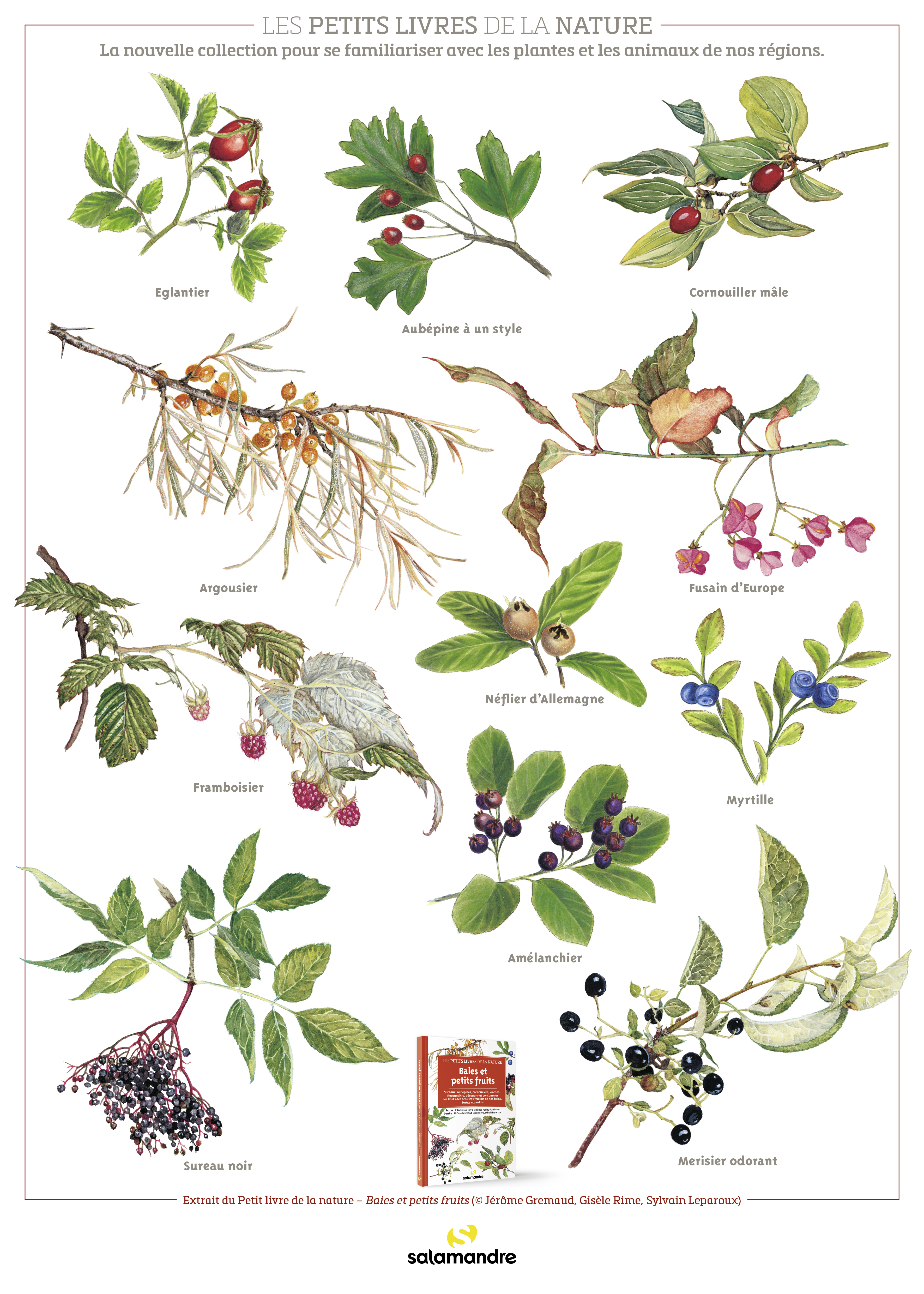 Poster PLN Baies et petits fruits