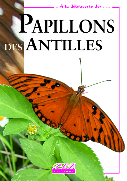 Papillons de jour des Antilles françaises