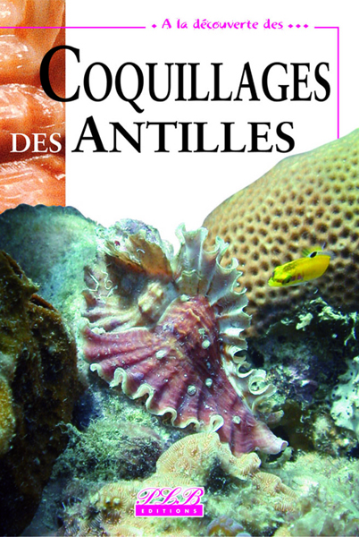 Coquillages des Antilles