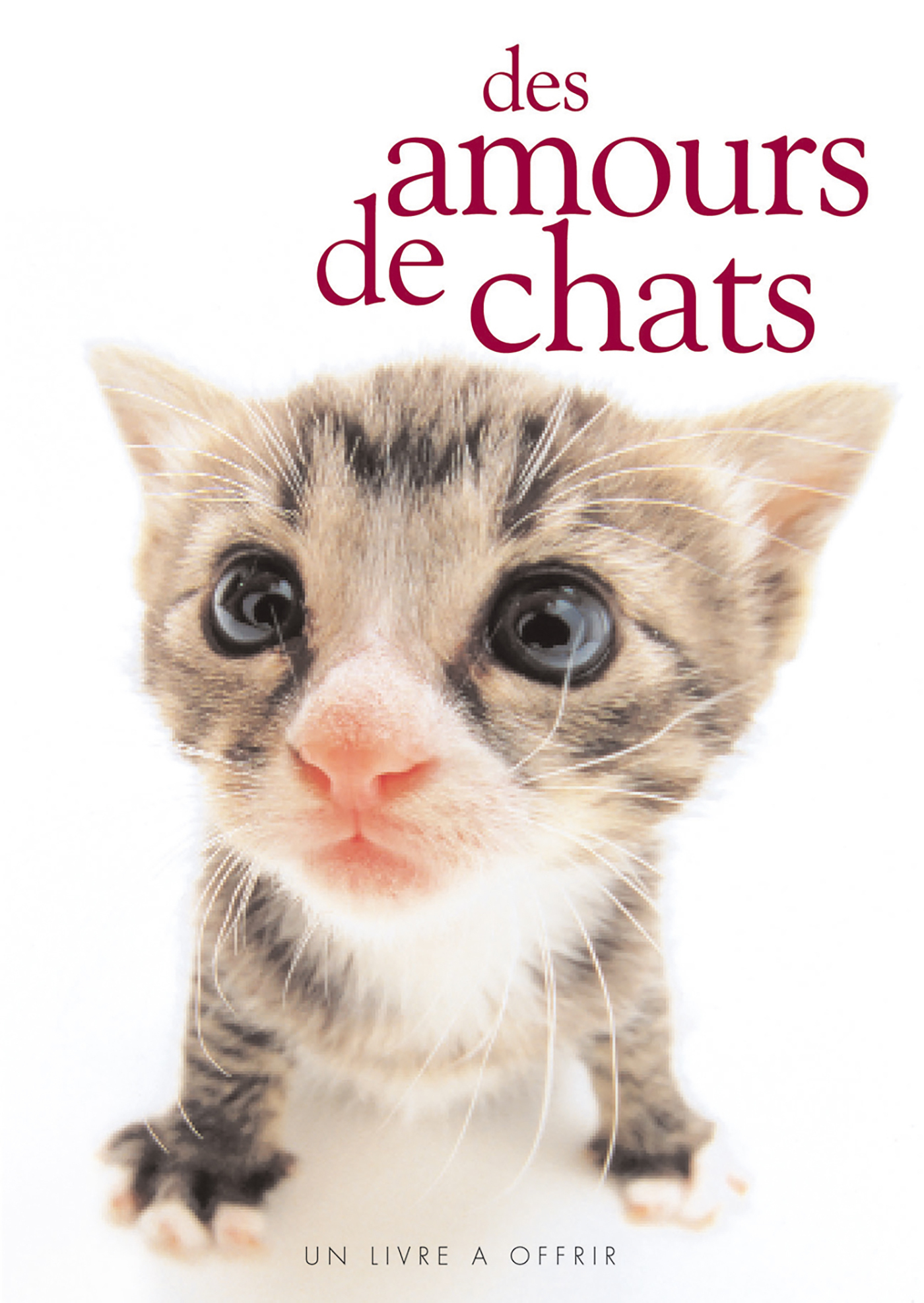 Amours de chats