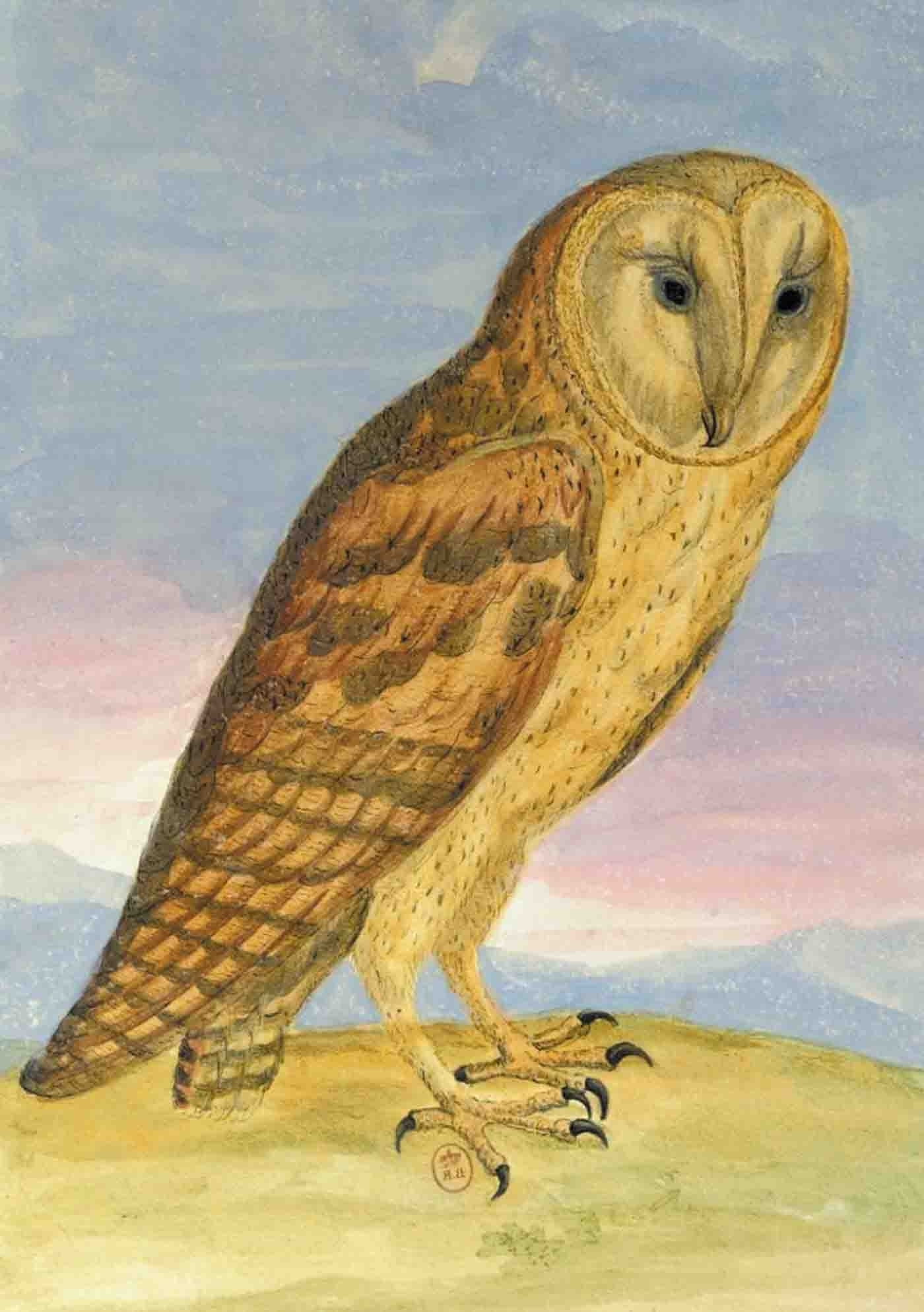 Carnet Ligné, Chouette Hulotte