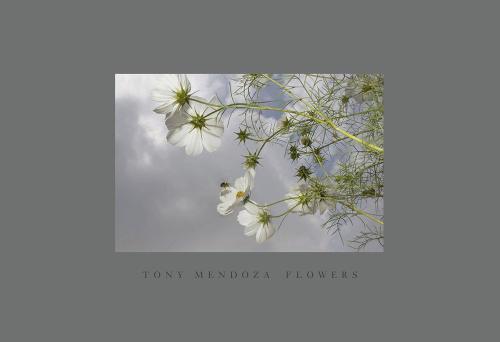 Tony Mendoza Flowers /anglais
