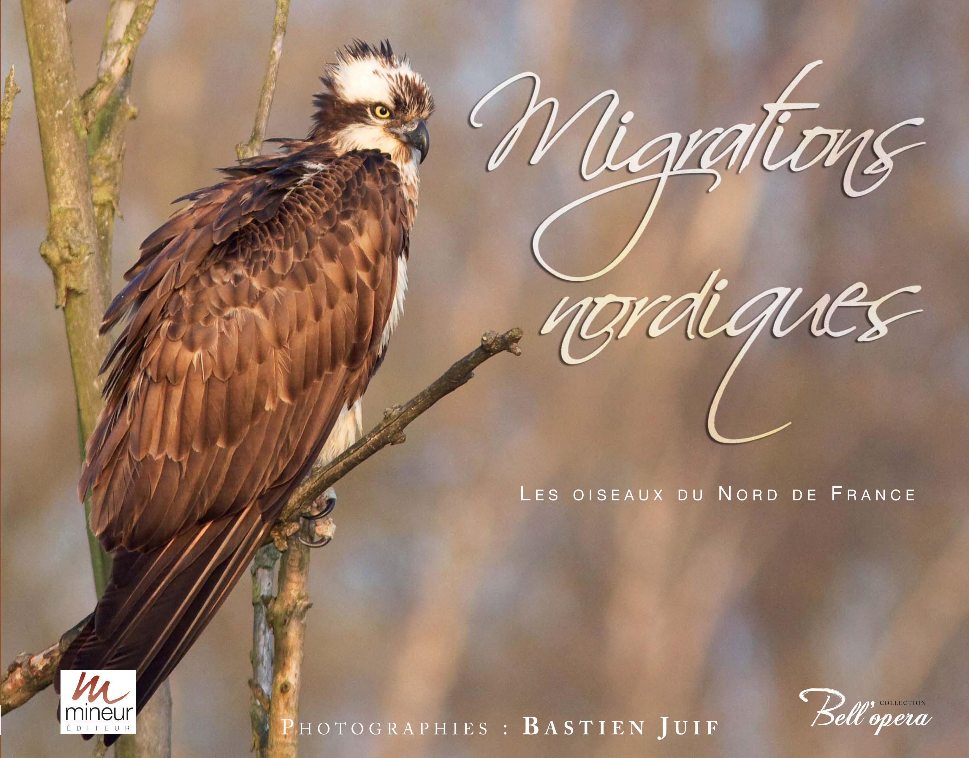 MIGRATIONS NORDIQUES Oiseaux du Nord de France