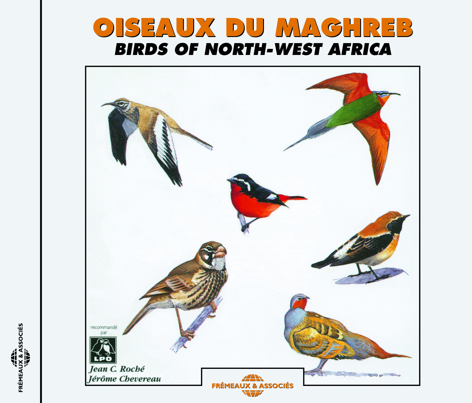 OISEAUX DU MAGHREB