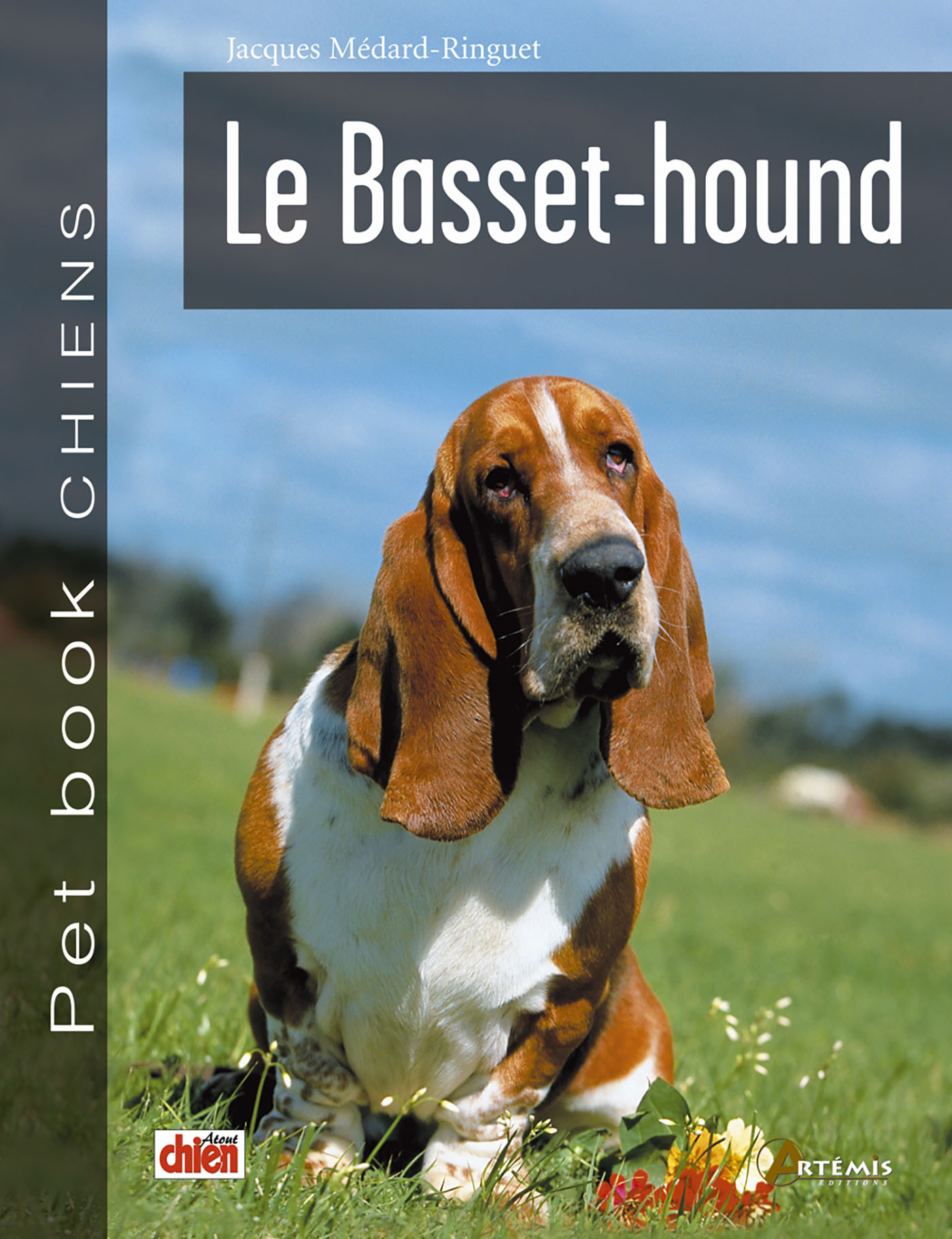 Le basset-hound