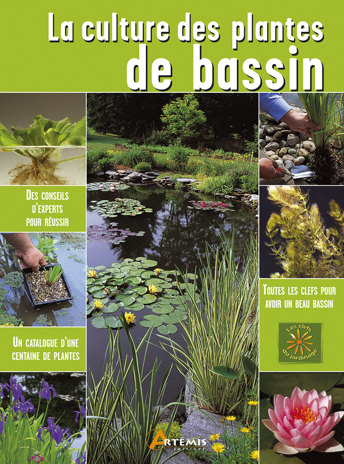 La culture des plantes de bassin