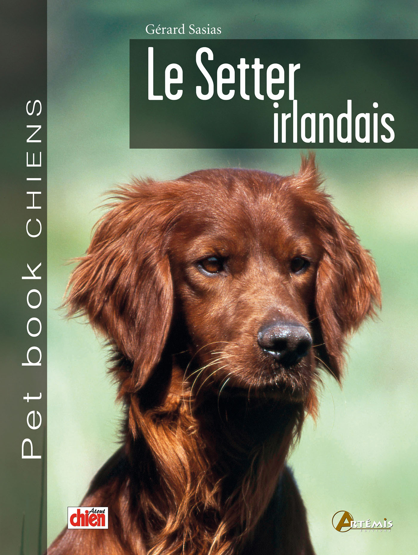 Le setter irlandais