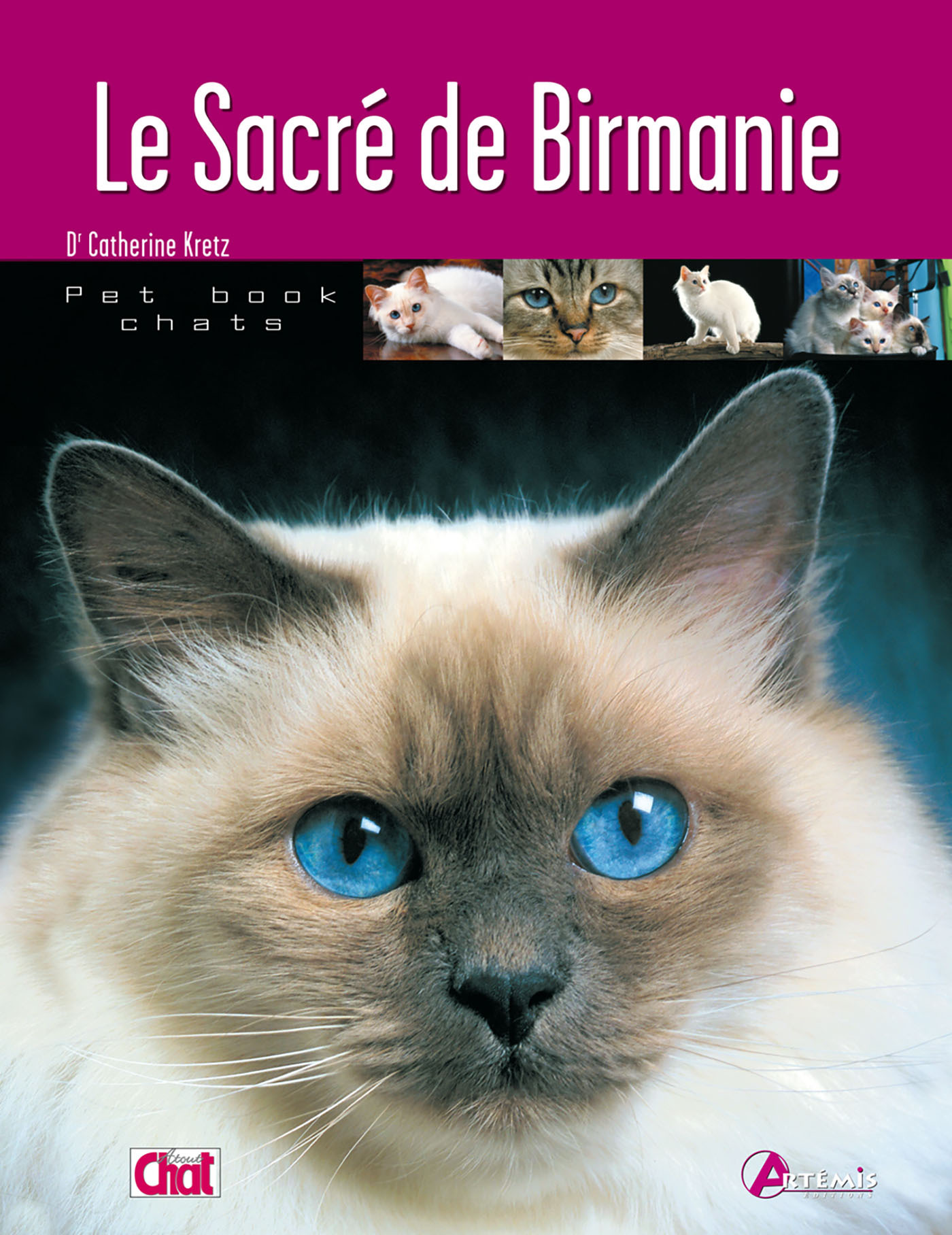 Le chat sacré de Birmanie