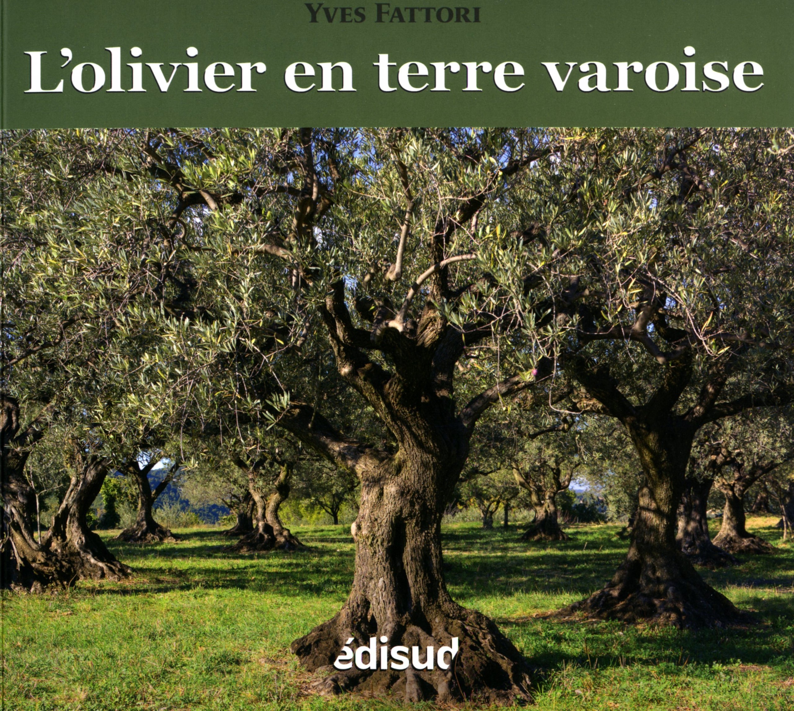 L'olivier en terre varoise