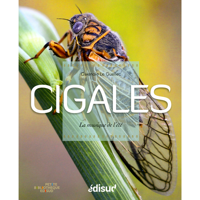 Cigales - la musique de l'été