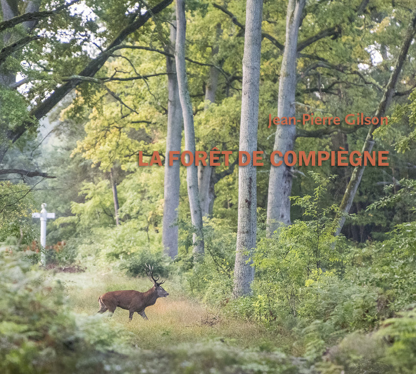 La forêt de Compiègne