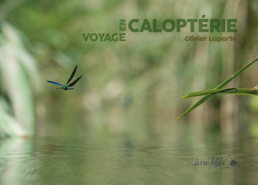 Voyage en Caloptérie
