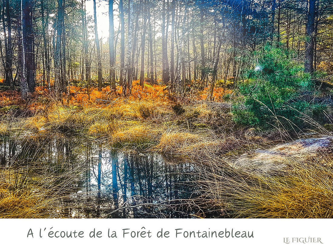 A L'éCOUTE DE LA FORêT DE FONT