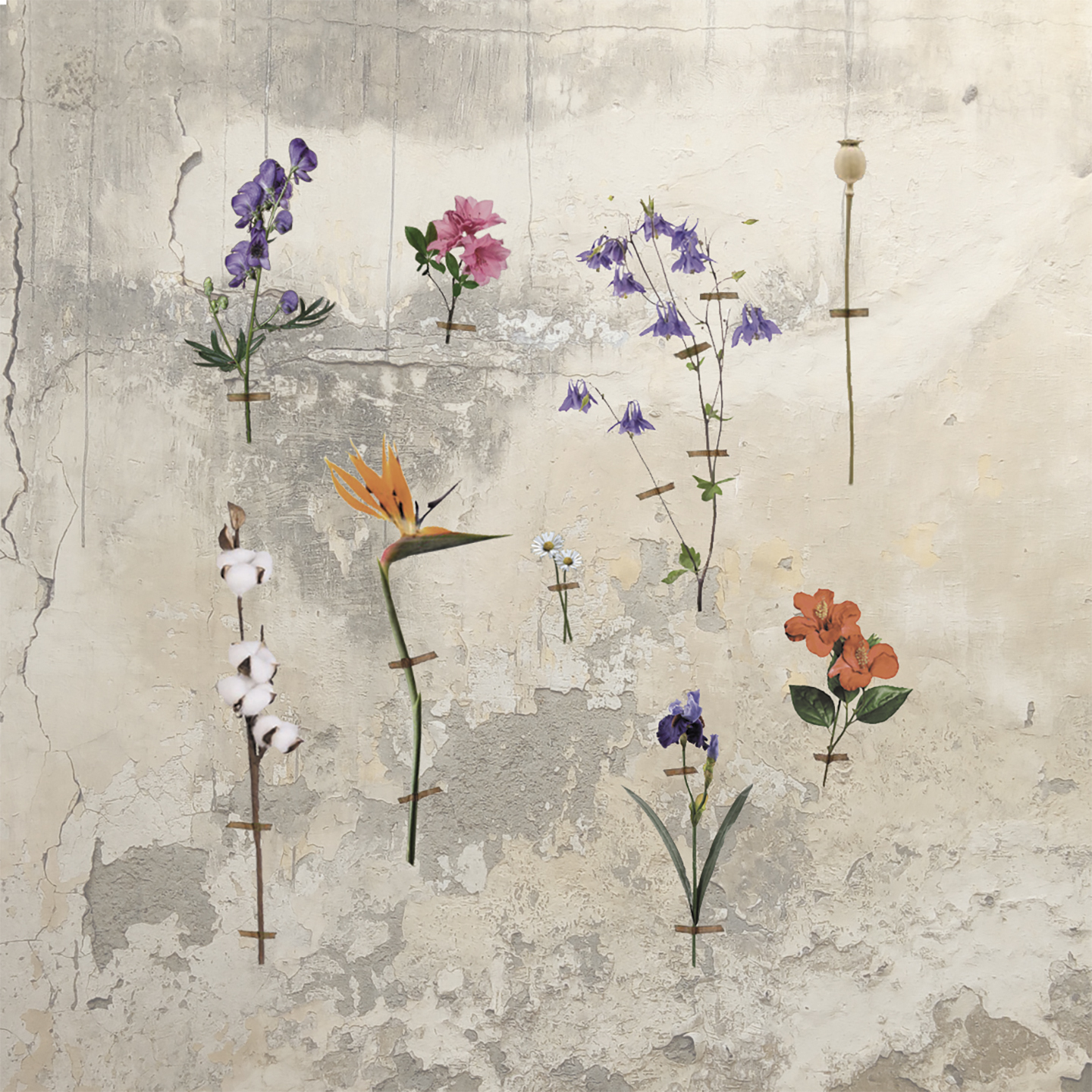 BORDS DE TERRE DUBHE