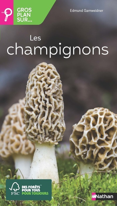 Gros plan sur les champignons