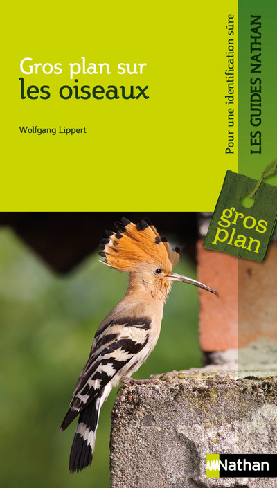 Gros plan sur les oiseaux