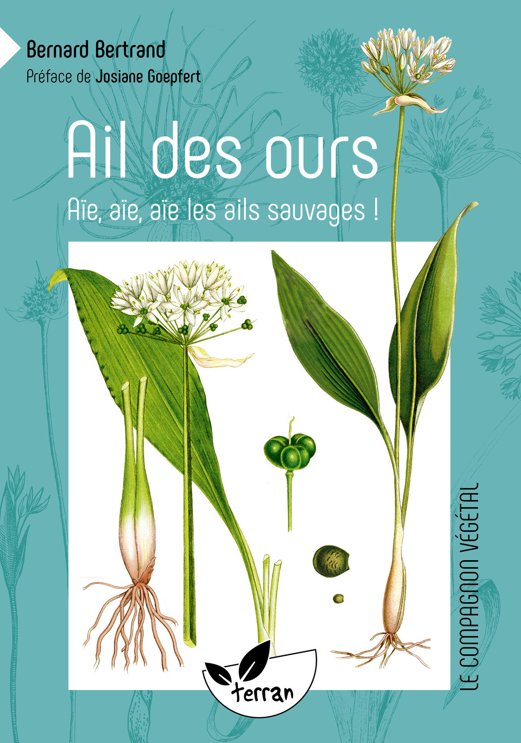 Ail des ours, ail rose, ail des cerfs, ail à tête ronde… aïe, aïe, aïe les ails sauvages !