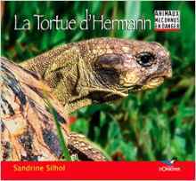 La tortue d'hermann