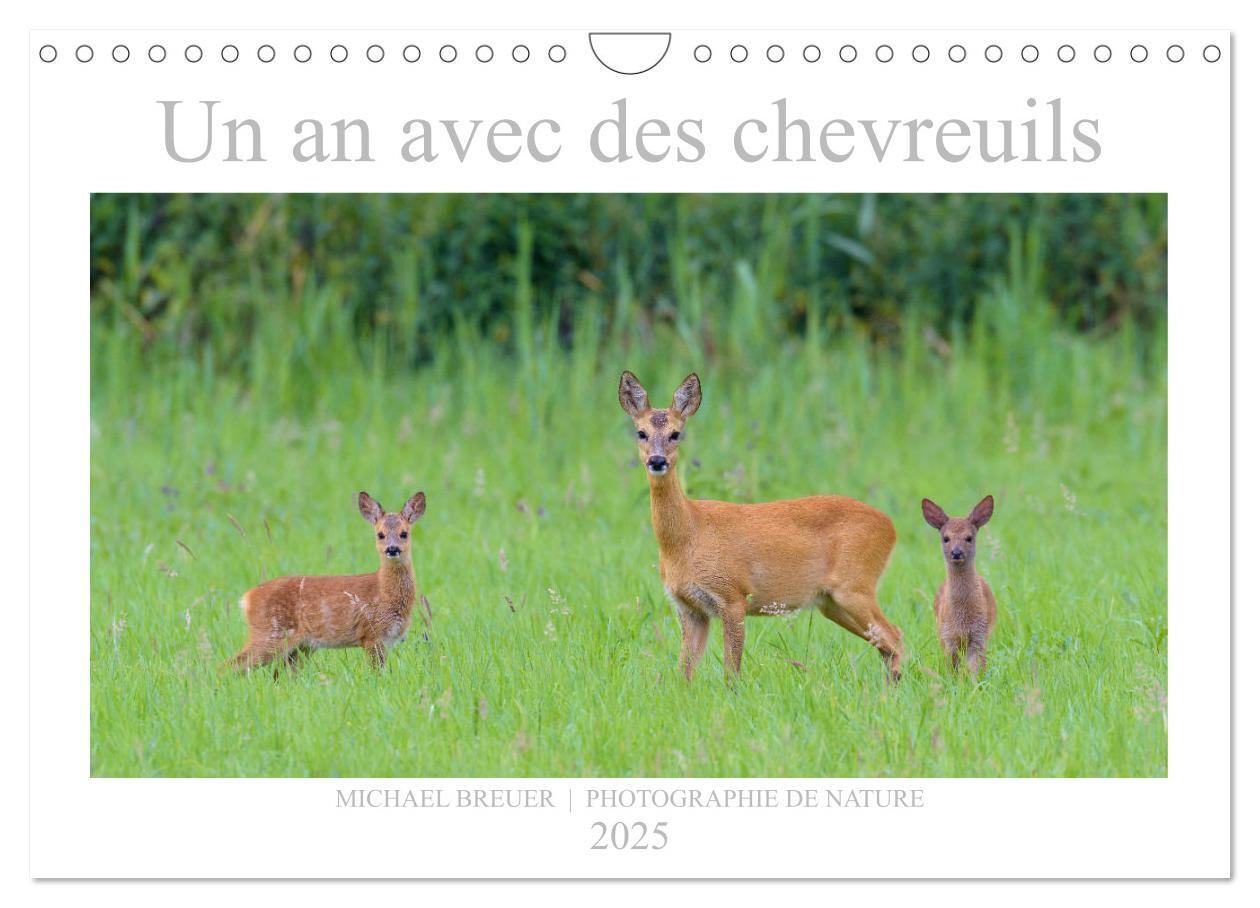 Un an avec des chevreuils (Calendrier mural 2025 DIN A4 vertical), CALVENDO calendrier mensuel