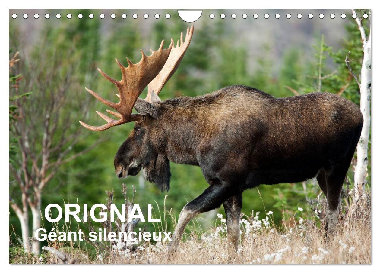 ORIGNAL. Géant Silencieux (Calendrier mural 2024 DIN A4 vertical), CALVENDO calendrier mensuel