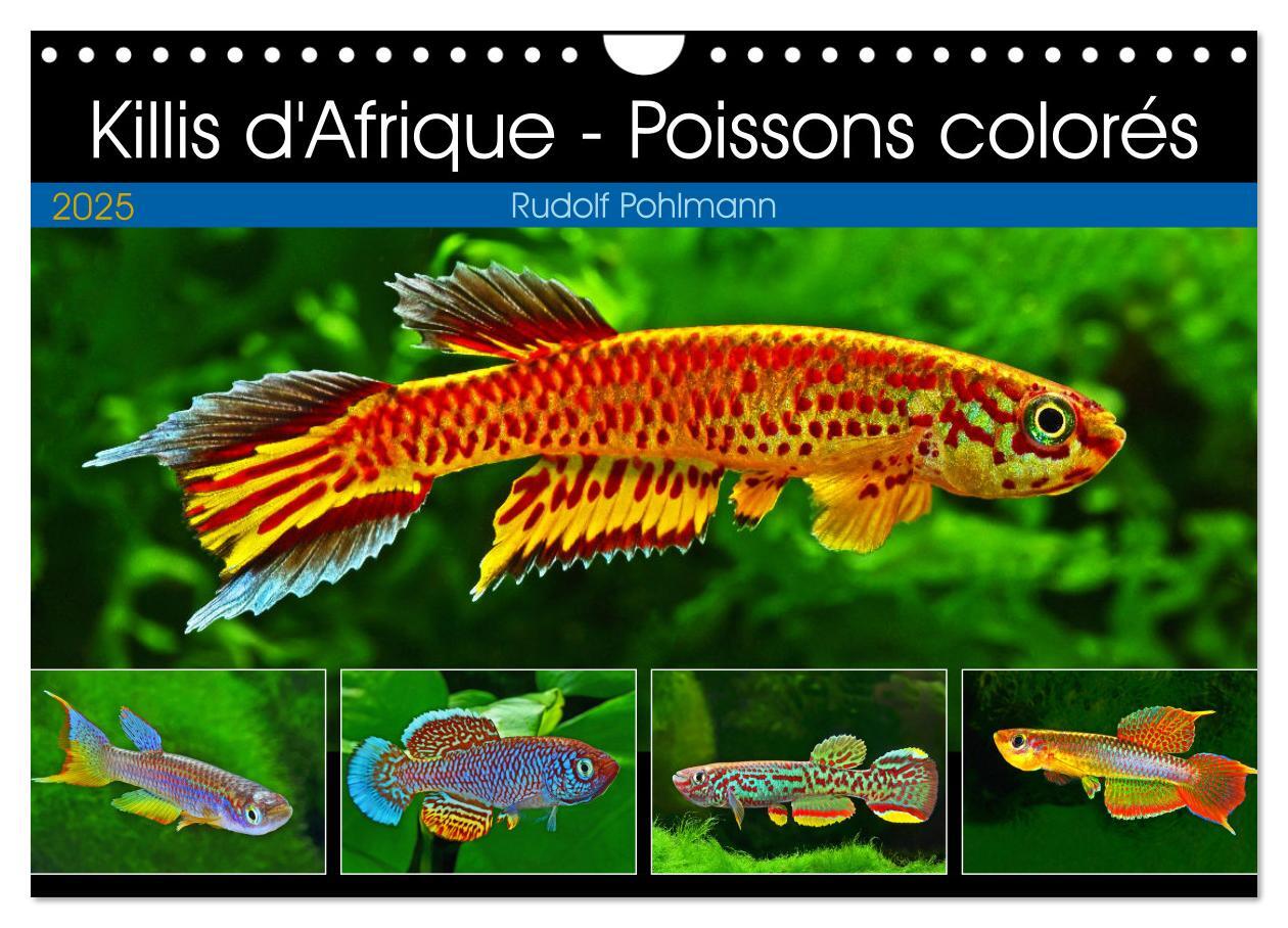 Killis d'Afrique - Poissons colorés (Calendrier mural 2025 DIN A4 vertical), CALVENDO calendrier mensuel
