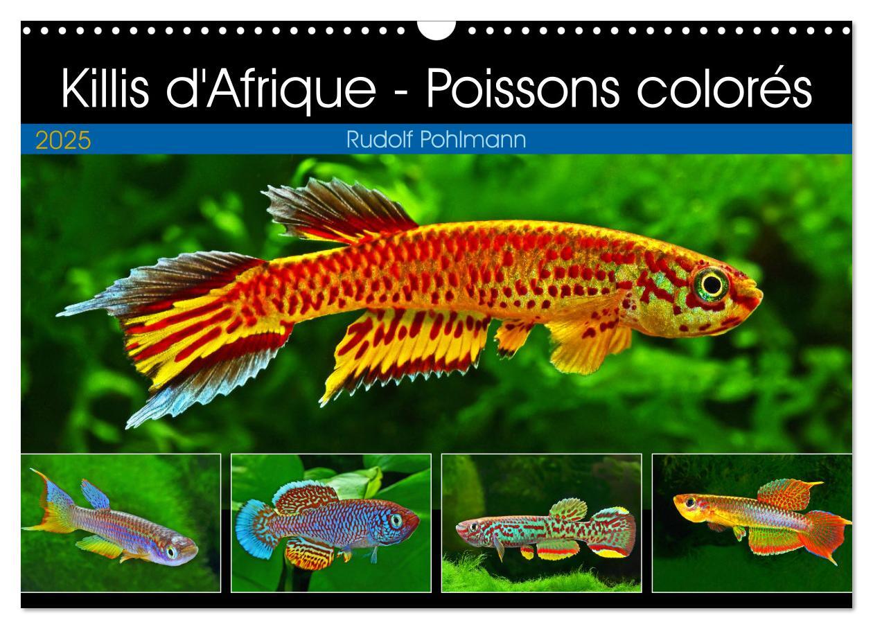 Killis d'Afrique - Poissons colorés (Calendrier mural 2025 DIN A3 vertical), CALVENDO calendrier mensuel