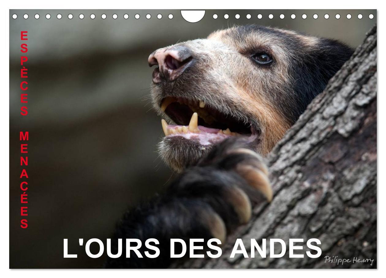 L'OURS DES ANDES. Espèces Menacées (Calendrier mural 2025 DIN A4 vertical), CALVENDO calendrier mensuel