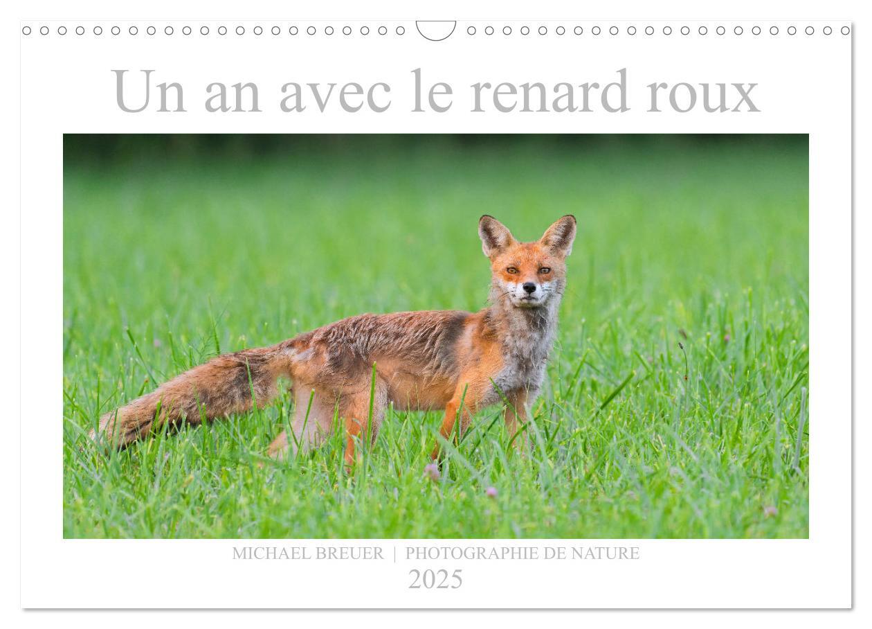 Un an avec le renard roux (Calendrier mural 2025 DIN A3 vertical), CALVENDO calendrier mensuel
