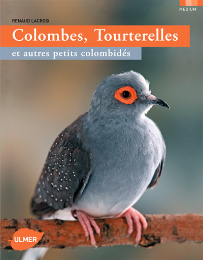 Colombes, tourterelles et autres petits colombidés