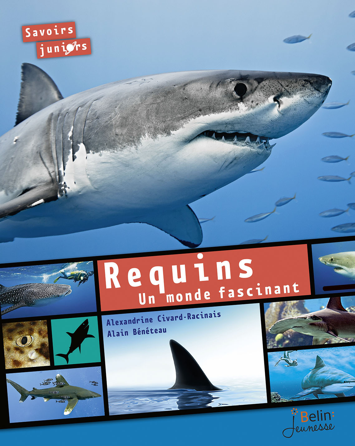 Requins. Un monde fascinant